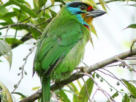 黑眉拟啄木鸟图片