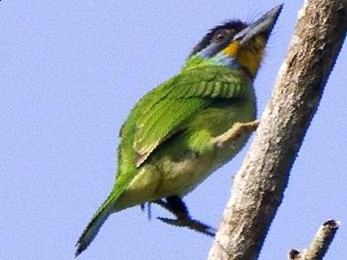 黑眉拟啄木鸟图片