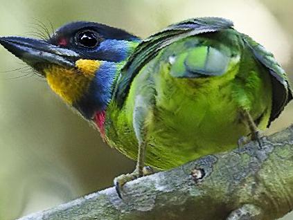 黑眉拟啄木鸟图片