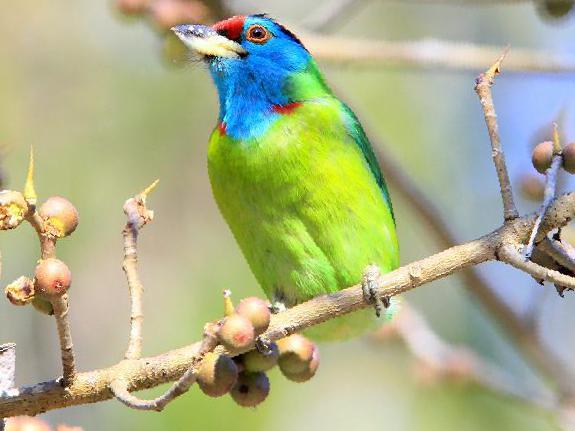 蓝喉拟啄木鸟图片