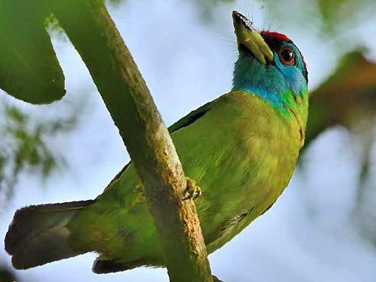 蓝喉拟啄木鸟图片