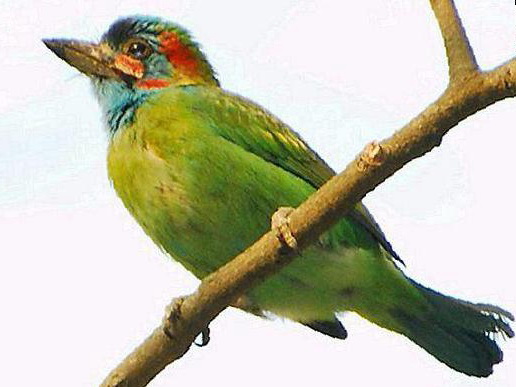 蓝耳拟啄木鸟图片