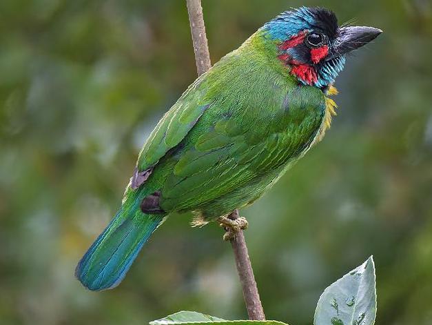 蓝耳拟啄木鸟图片