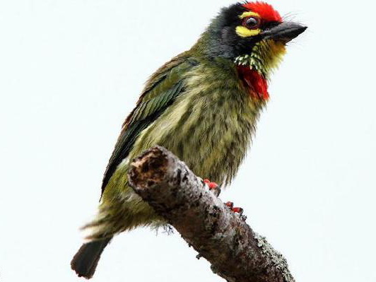 赤胸拟啄木鸟图片