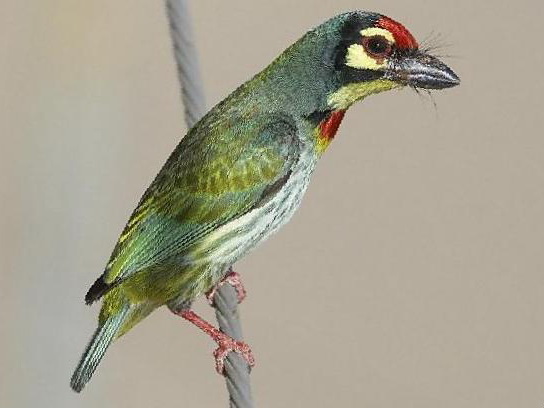 赤胸拟啄木鸟图片