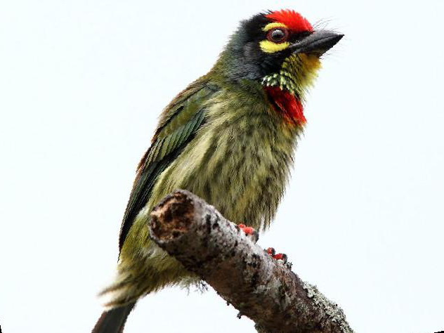 赤胸拟啄木鸟图片