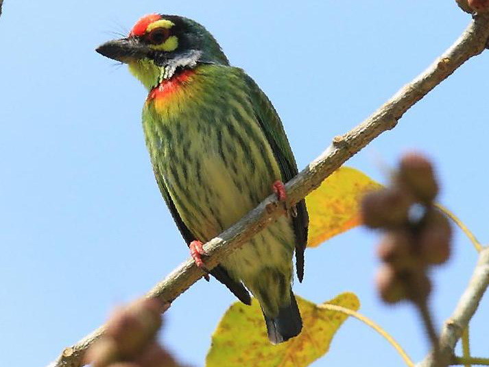 赤胸拟啄木鸟图片