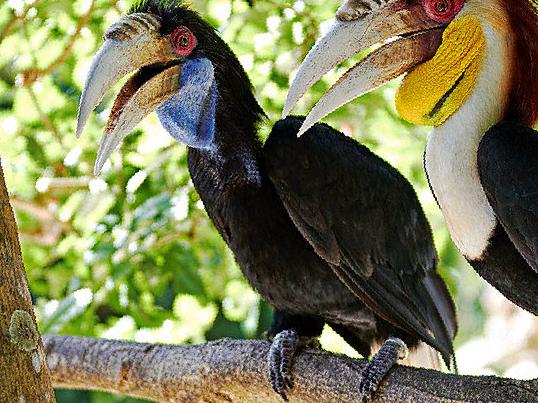 花冠皱盔犀鸟图片