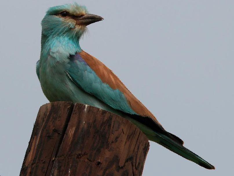 蓝胸佛法僧图片