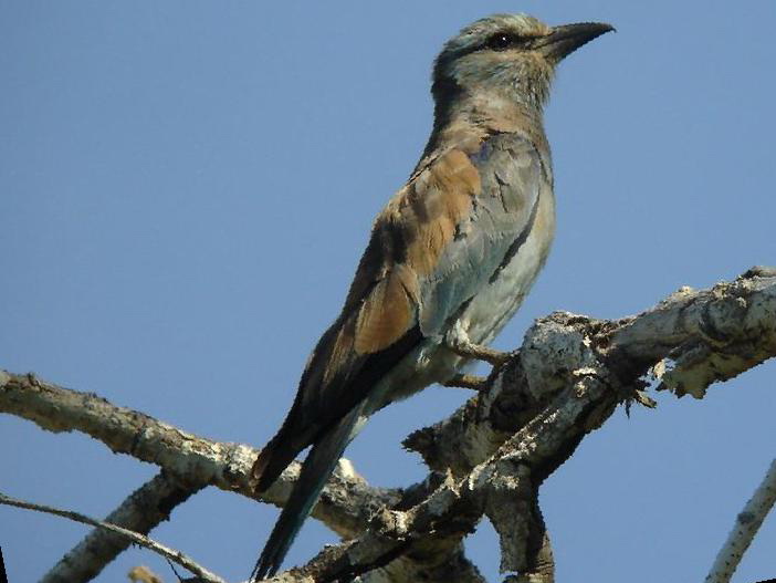 蓝胸佛法僧图片