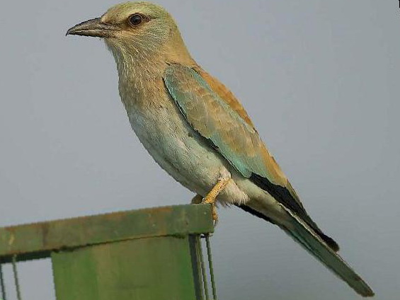 蓝胸佛法僧图片