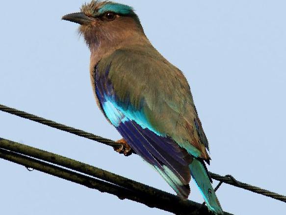 棕胸佛法僧图片