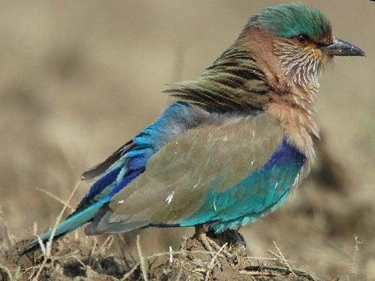 棕胸佛法僧图片