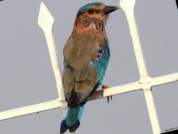 棕胸佛法僧图片