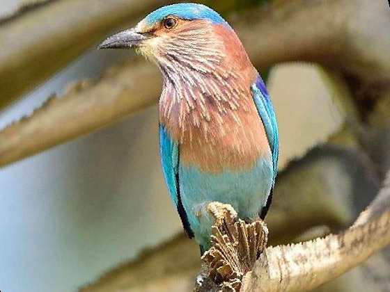 棕胸佛法僧图片