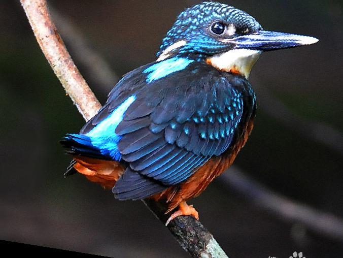 斑头大翠鸟图片