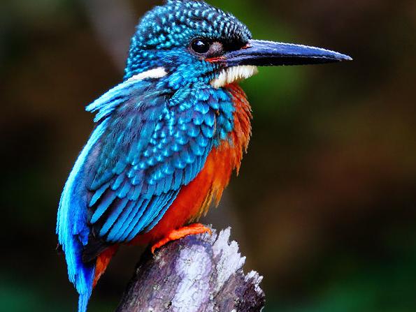 斑头大翠鸟图片