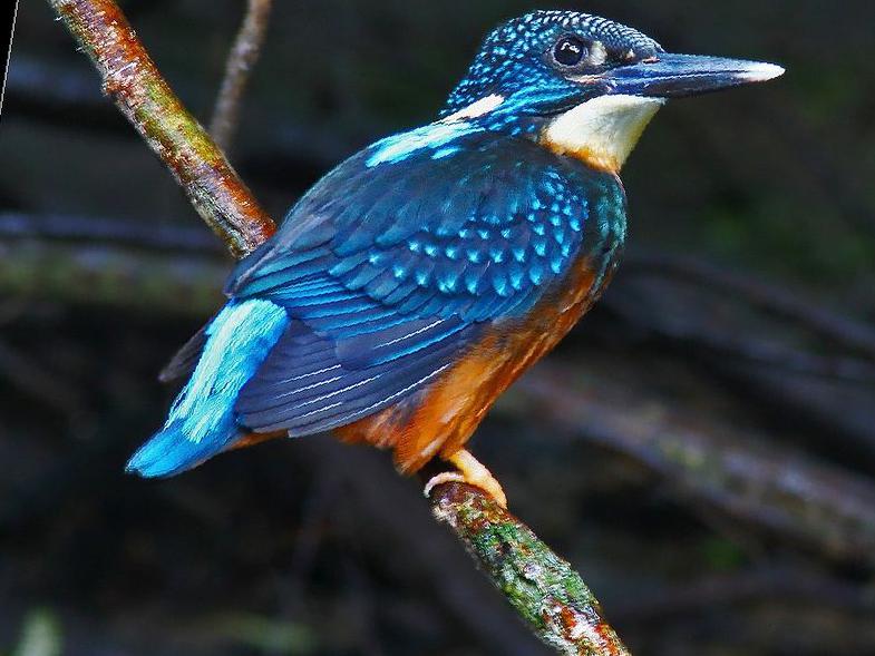 斑头大翠鸟图片