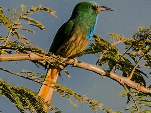 [蓝须]夜蜂虎图片