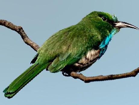 [蓝须]夜蜂虎图片