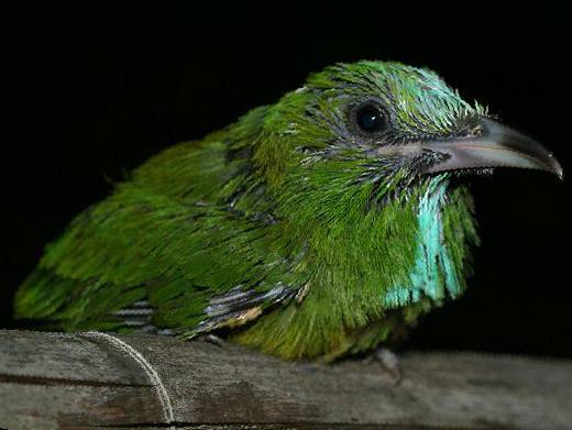 [蓝须]夜蜂虎图片