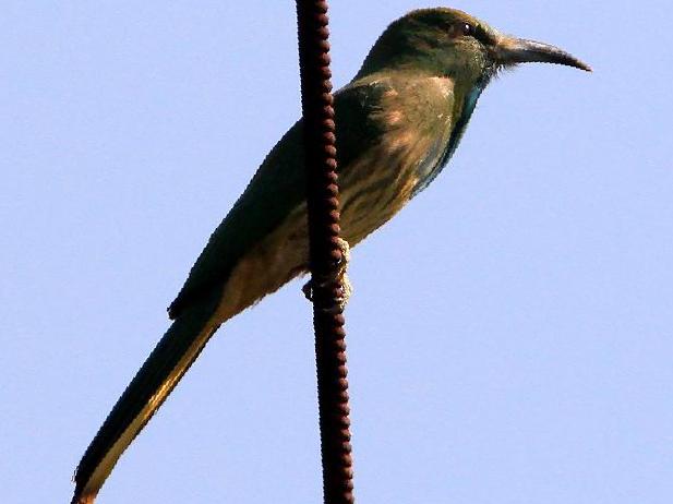 [蓝须]夜蜂虎图片