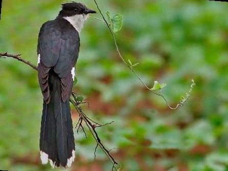 斑翅凤头鹃图片
