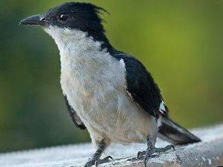 斑翅凤头鹃图片