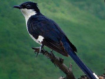 斑翅凤头鹃图片