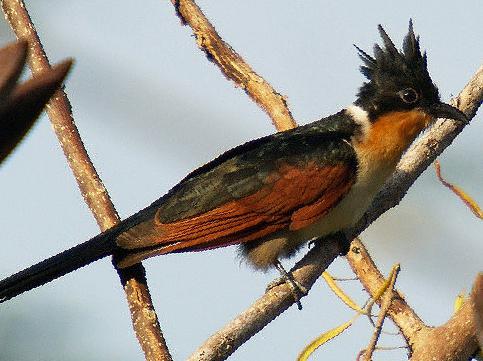 红翅凤头鹃图片