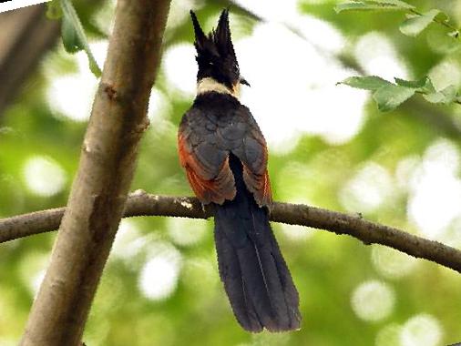 红翅凤头鹃图片