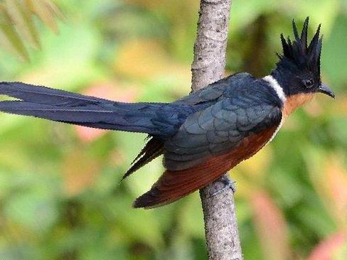 红翅凤头鹃图片