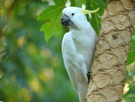 小葵花凤头鹦鹉图片