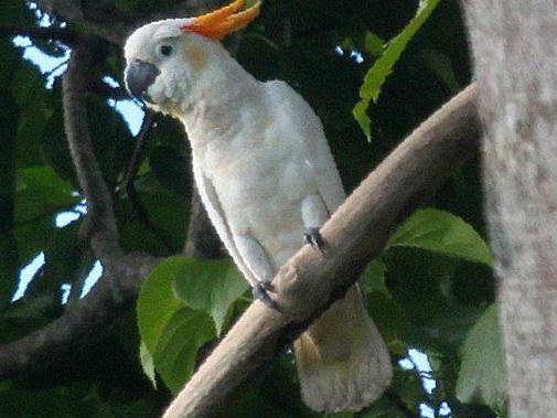 小葵花凤头鹦鹉图片