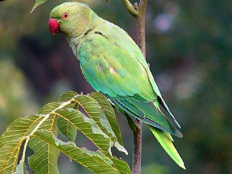 红领绿鹦鹉图片