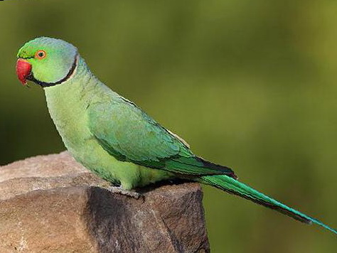 红领绿鹦鹉图片