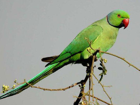 红领绿鹦鹉图片