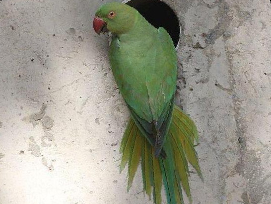 红领绿鹦鹉图片