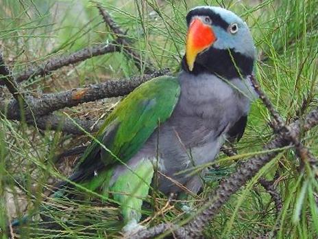 大紫胸鹦鹉图片