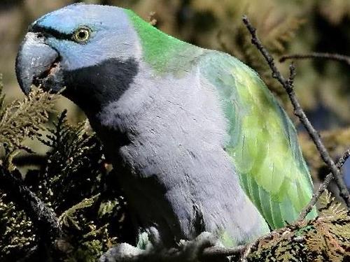 大紫胸鹦鹉图片