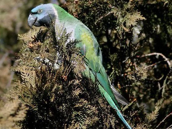 大紫胸鹦鹉图片