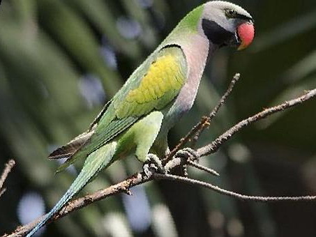 绯胸鹦鹉图片
