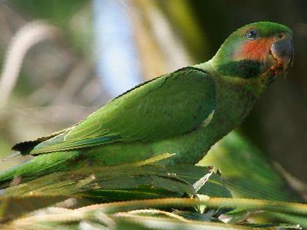 长尾鹦鹉图片