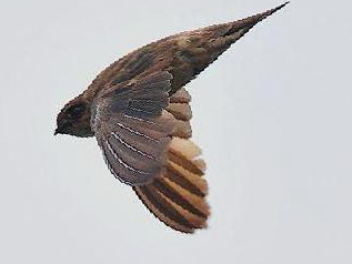 短嘴金丝燕图片