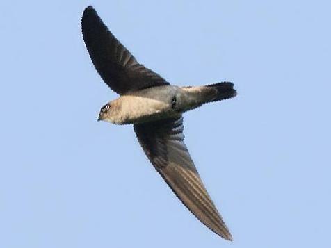 短嘴金丝燕图片