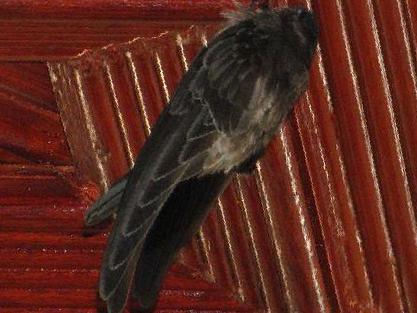 戈氏金丝燕图片