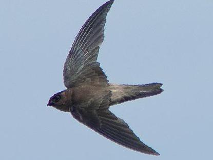 戈氏金丝燕图片