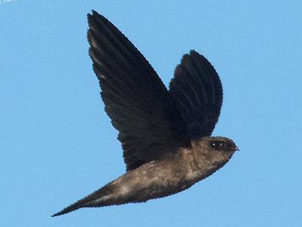 戈氏金丝燕图片