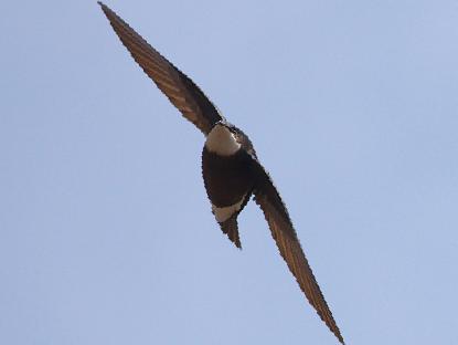 白喉针尾雨燕图片