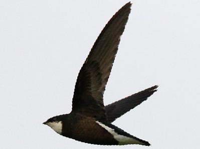 白喉针尾雨燕图片